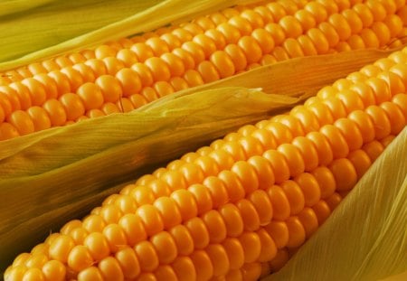 Golden corn - delicious, food, golden, corn