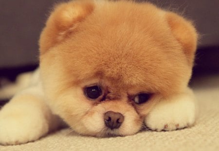 awww - cute, bored, puppy, cuddle