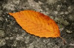 *** Autumn leaf ***