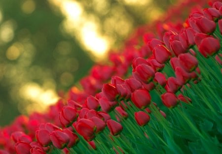 Red tulips - nature, tulips, flowers, red