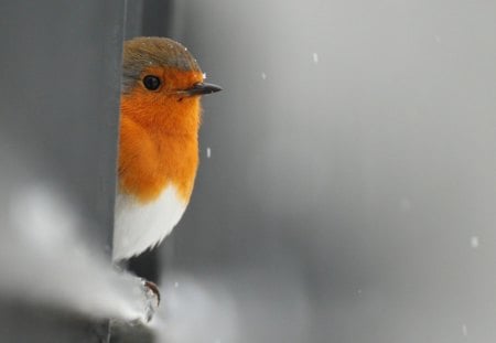 Hello - winter, robin, bird, grey, european robin, cold, wall, snow, house, cute