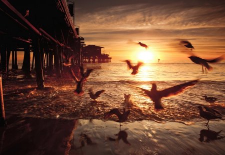 Sunset - clouds, horizon, birds, beach, evening, sea, ocean, seagulls, pier, Santa Monica, sunset, California, waves, sun, sky, bridge