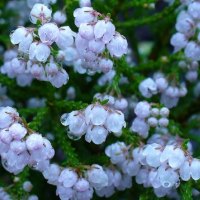 ERICA CAPENSIS FLOWER..#2