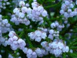 ERICA CAPENSIS FLOWER..#2