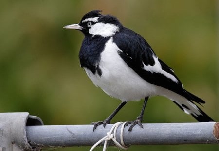 MALE MAGPIE LARK...#2 - WHITE, LITTLE, BLACK, BIRD