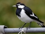 MALE MAGPIE LARK...#2