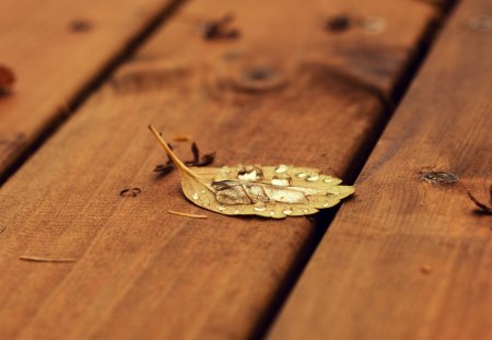 *** Lonely leaf *** - leaf, lonely, nature, autumn