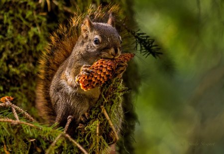 Squirrel - Moss, Pine cone, Tree, Squirrel