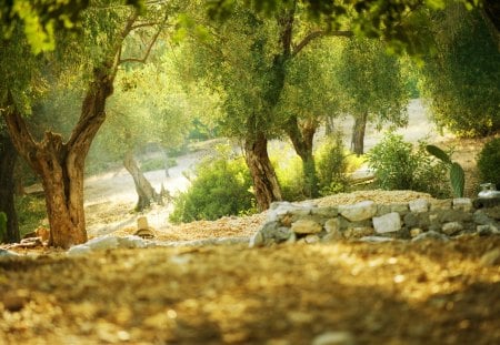 The tree of green leaves - laves, green, tree, spring