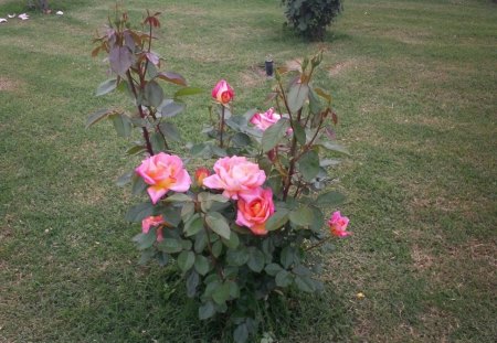 ROSE ROSES - roses, grass, green, garden