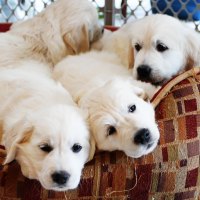 â™¥â™¥â™¥â™¥ Pups in armchair â™¥â™¥â™¥â™¥