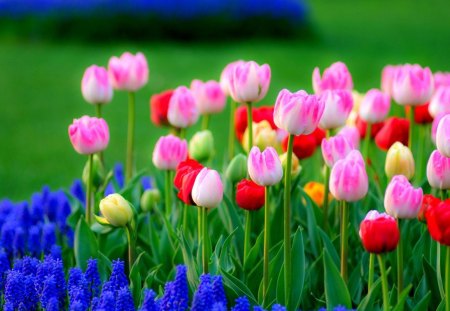 Pink Tulips - nature, pink, tulips, flowers, lovely