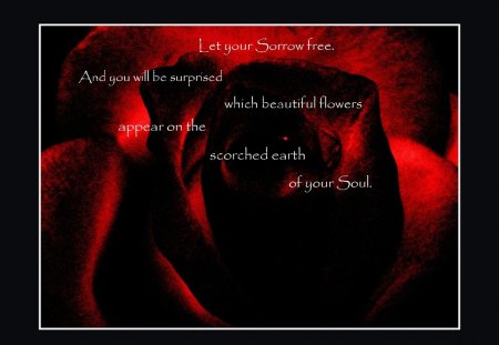 Let Your Sorrow Free - words, red, sorrow, rose