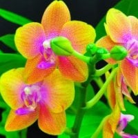 Orchids