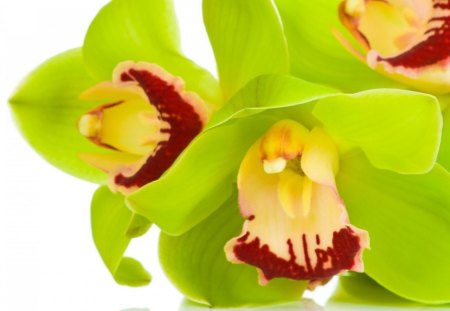 Orchids - flowers, oriental, nature, orchids, petals