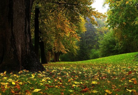 Beautiful Forest - autumn, trees, forests, nature, leafs, beautiful, leaves, green, grass