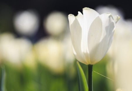 White tulip - nature, white tulip, flower, petals, tulip