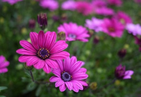 Daisies - flowers, daisies, petals, nature