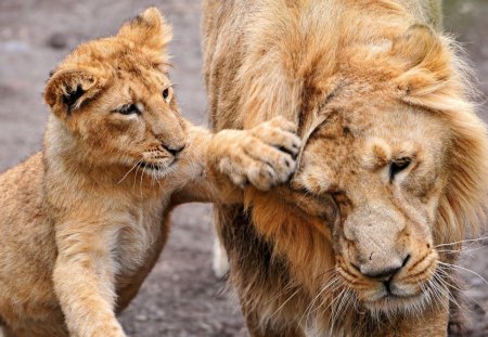 Cute Lioness And Her Cube - lions, cube, lioness, beautiful, cute, cats, adorable, animals