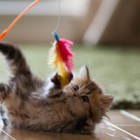 Cute Kitty