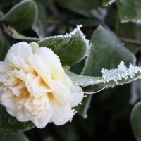 Winter Flower