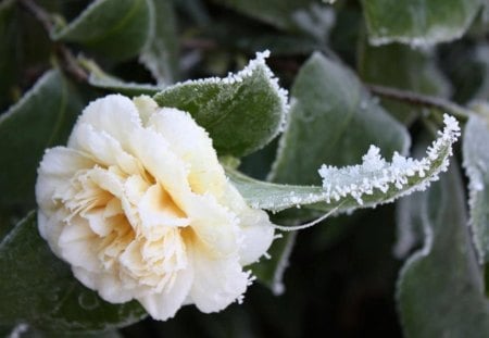 Winter Flower - snow, frost, green leaves, winter, white flower