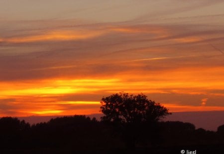 Sunset - nature, sky, red, sunsets, tree, sunset