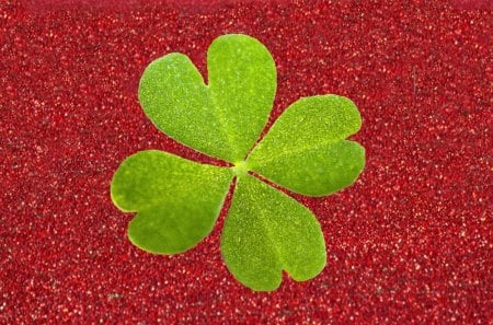 Four Leaf Clover - red, clover, four, leaf, green