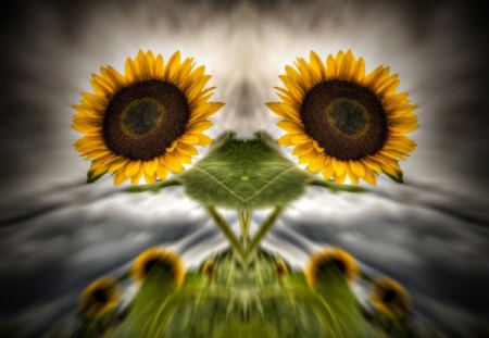 Sunflower - blackblackground, sunflower, effect in photoshop, hdr