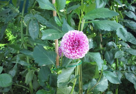 A sunny day at Edmonton garden 02 - dahlia, pink, photography, green, leaves, flowers