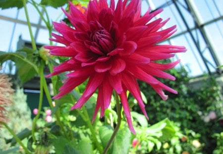 A sunny day at Edmonton garden 06 - Dahlia, Flowers, red, green, photography