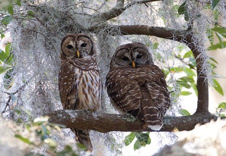 owls - animal, owl, other, birds