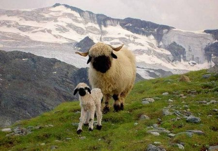 Wool coats - mother, sheep, hills, lamb