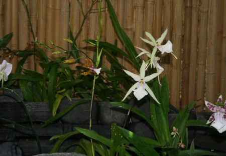 A sunny day at Edmonton garden 11 - white, Flowers, beige, green, photography, bamboo