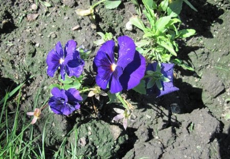 A sunny day at Edmonton garden 15 - soil, Flowers, purple, green, photography, brown