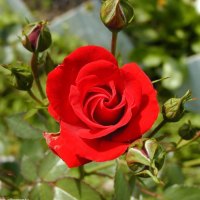 beautiful red rose