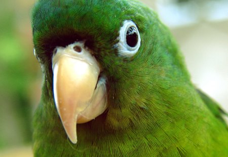 Parrot - fly, animal, bird, parrot