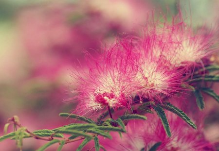 Pink - nature, green, plush, flower, pink