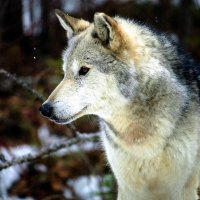 Grey Wolf