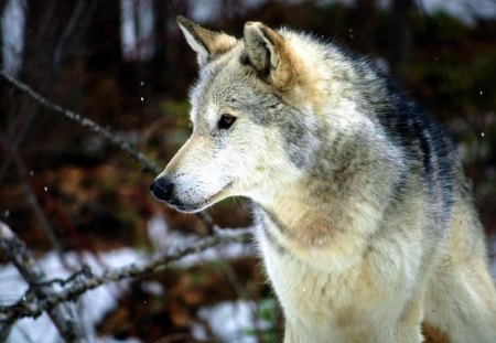 Grey Wolf - winter, wolves, predator, wild