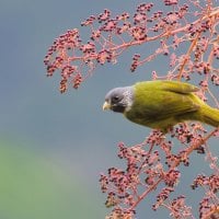 Beautiful Green-Gray Bird