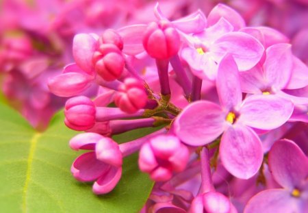 Flower - photo, flower, pink, nature