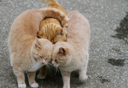 Cat family - hug, family, love, cat