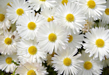 White flowers - daisies, white, nature, garden, flower, close up