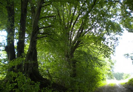 forest trees - forests, trees, fields, other