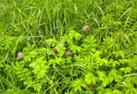 wild forest flowers - flowers, wild, woods, fields