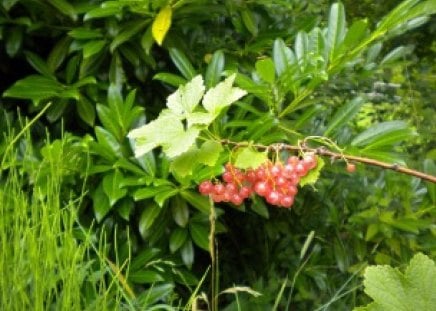 wild forest flowers-1 - flowers, wild, fields, other