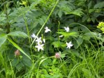 wild forest flowers-2