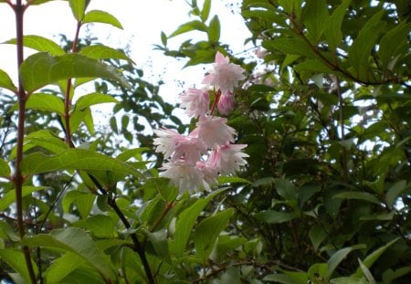 pink flowers from the garden - nature, flowers, garden, other