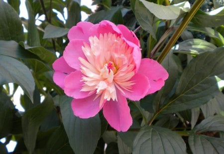 pink flower from the garden - nature, flowers, garden, other